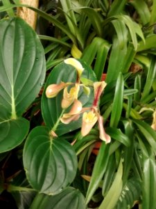 Botanical Garden