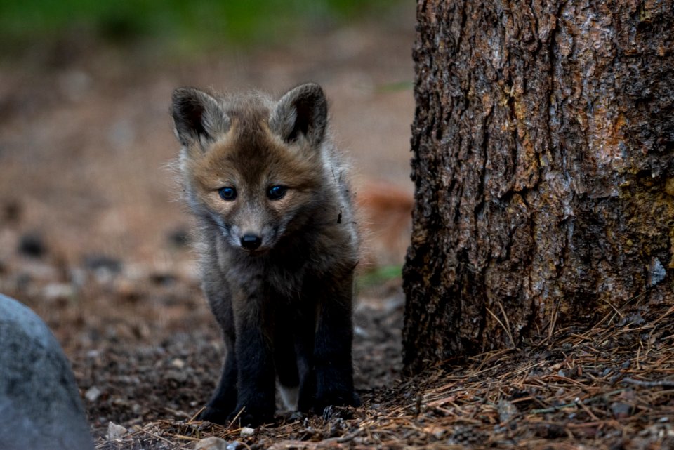 Red Fox Kit