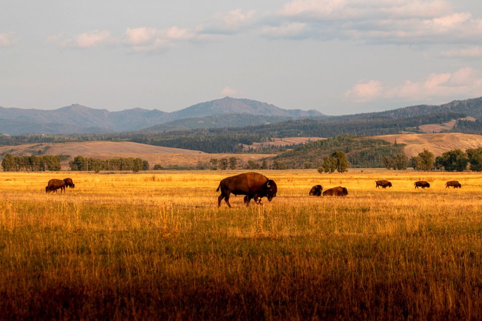 Bison at Elk Ranch Flats