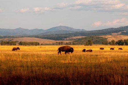 Bison at Elk Ranch Flats