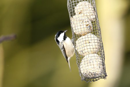 Coal Tit trying Super Suet Fat Balls