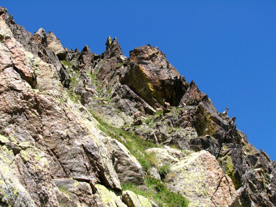 CAMOSCI MONTAGNA (di Yasser Belcaid)