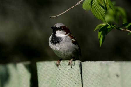House Sparrow on the fence