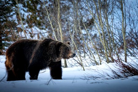 Grizzly Bear