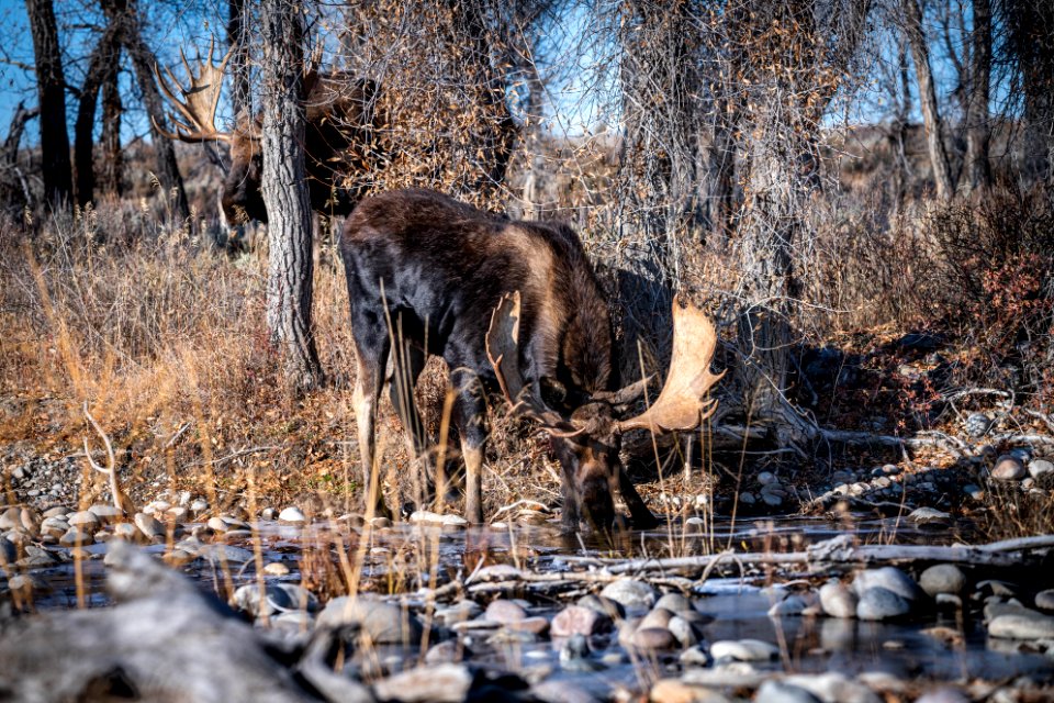 Bull moose getting a drink
