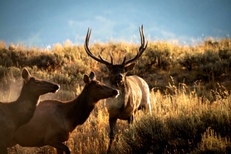 Elk Rut photo