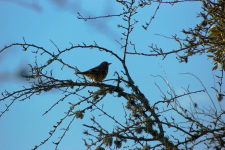 Fieldfare