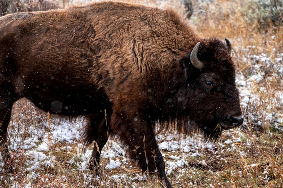 Bison