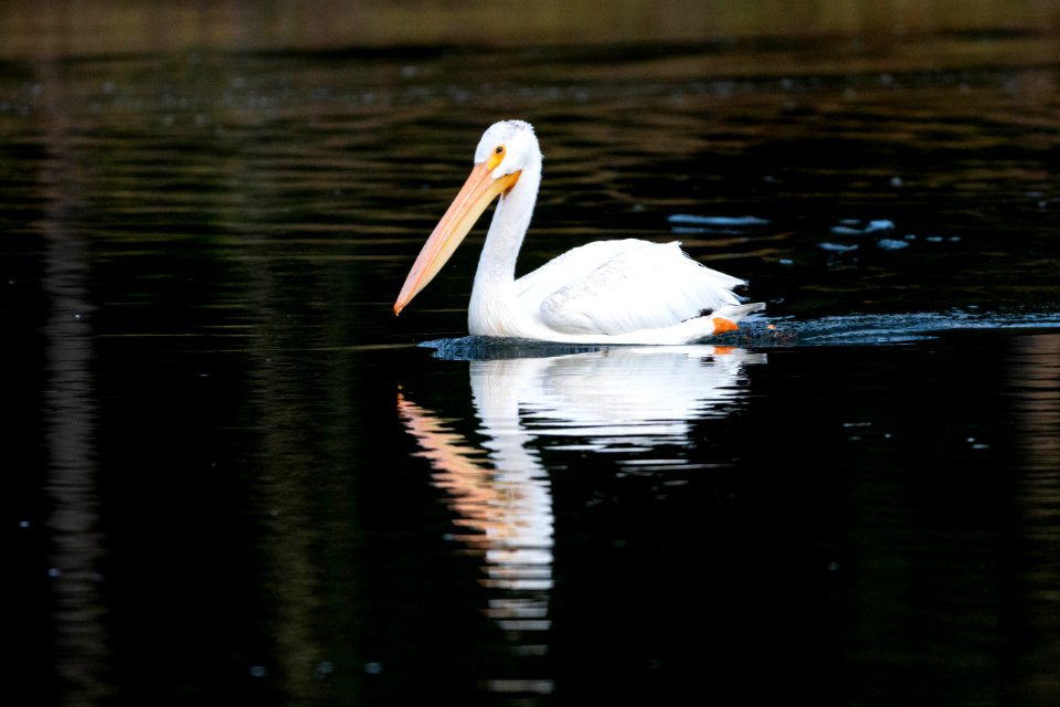Pelican