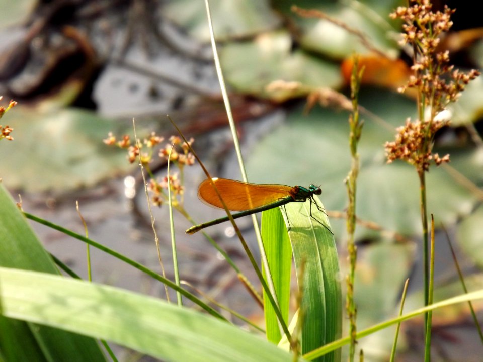 A Damselfly in Summer