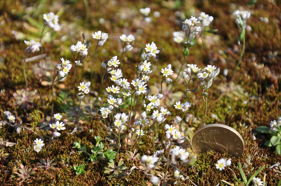 Moss flower nature