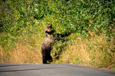 Grizzly on Moose-Wilson Road