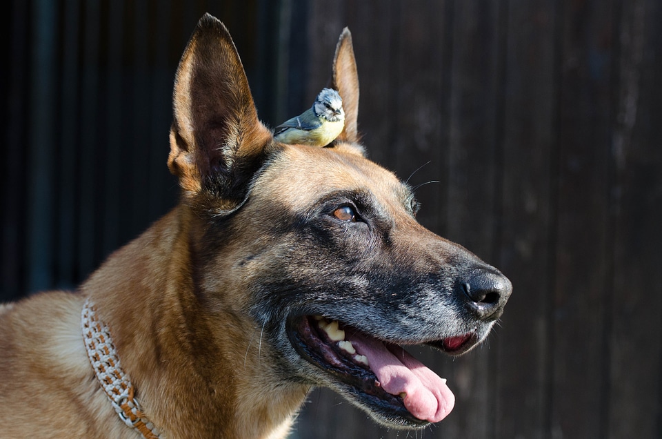 Bird baby animal pet