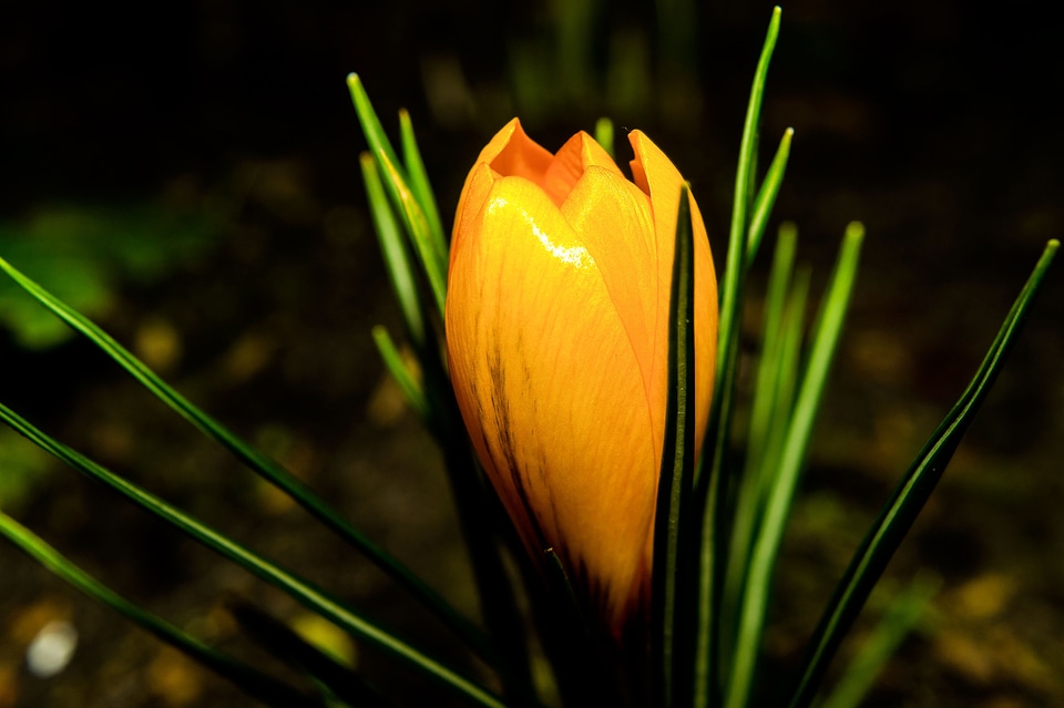 Winter crocus yellow