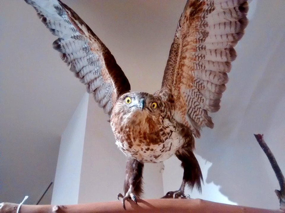 Bird of Prey