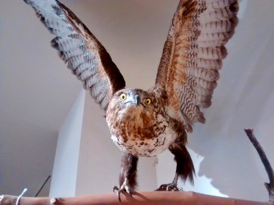 Bird of Prey