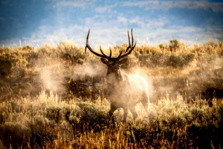 Bull Elk