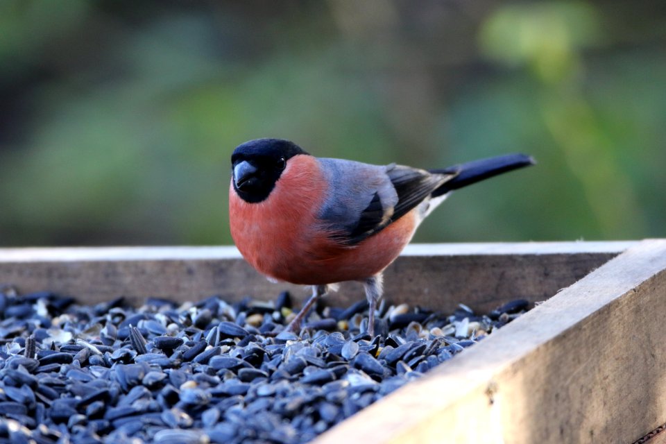 Male Bullfinch in a ground feeding tray