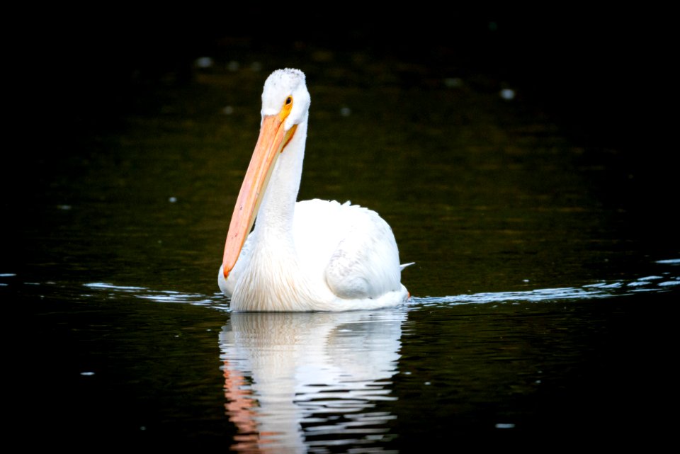 Pelican