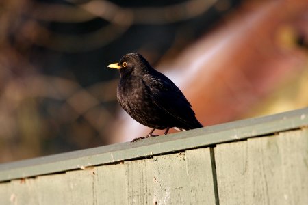Blackbird on the fence photo