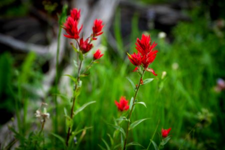 Indian Paitbrush
