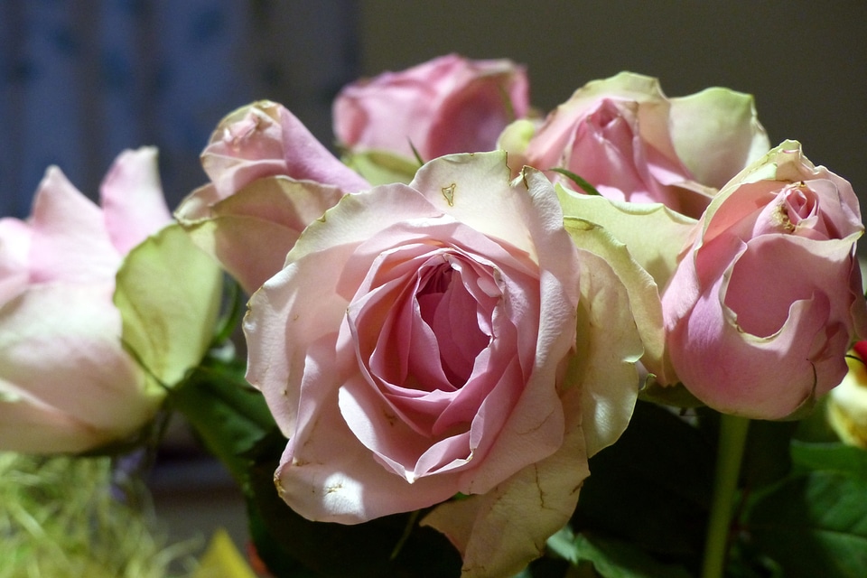 Color romantic pink