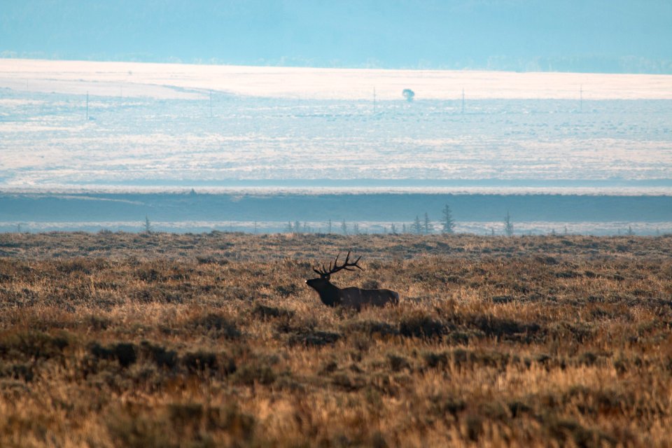 Bull Elk on plains