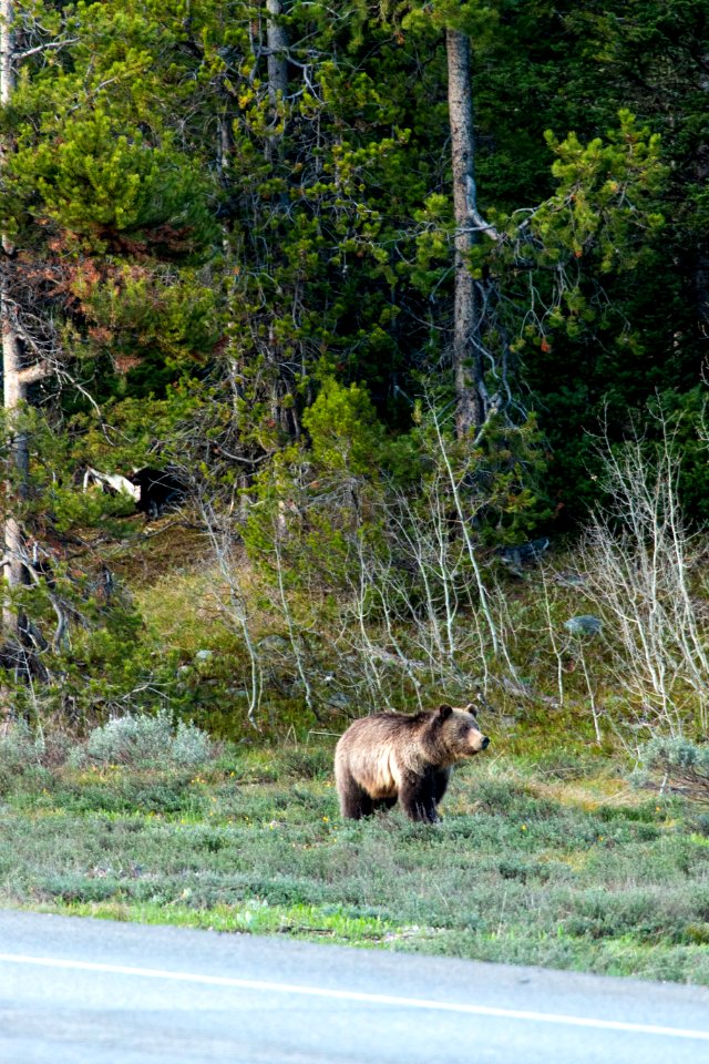 Grizzly Bear