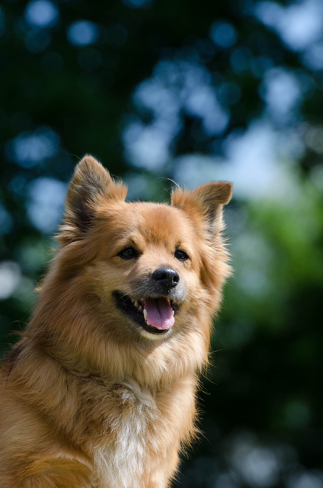 Pet small dog brown