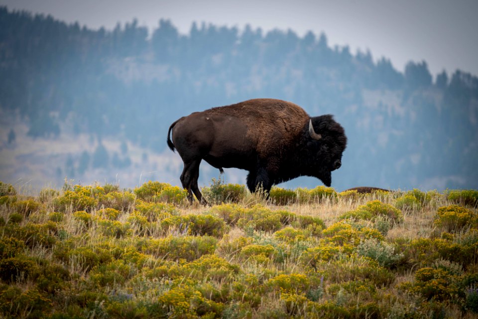 Bison