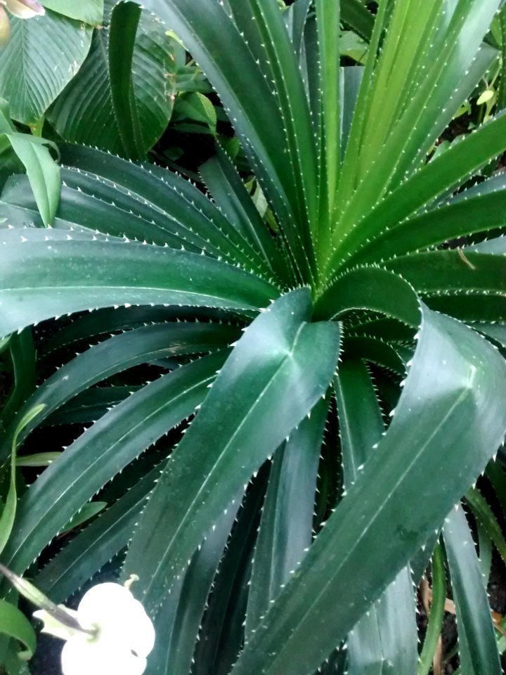 Botanical Garden