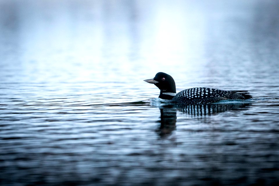 Loon