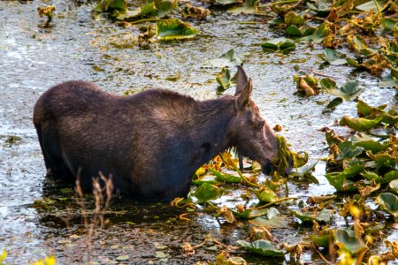 Cow Moose