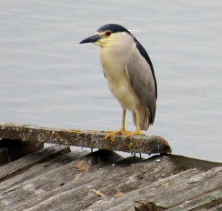 Night Heron