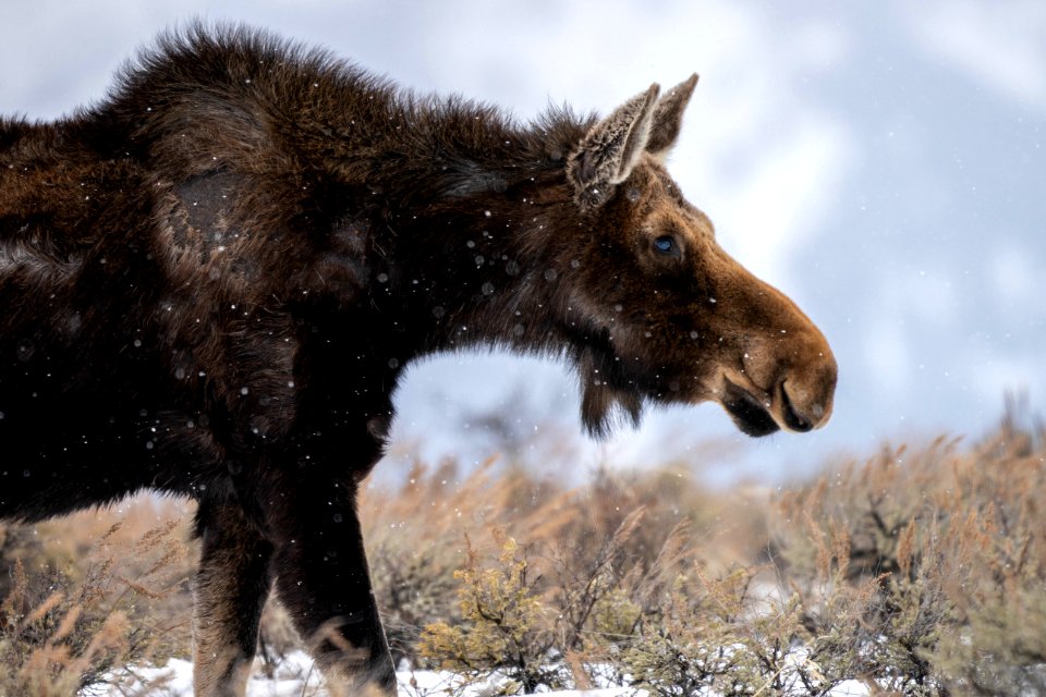 Moose Cow