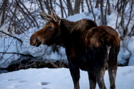 Moose Cow