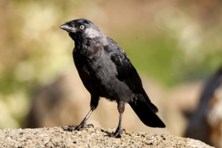 Jackdaw standing on a rock photo