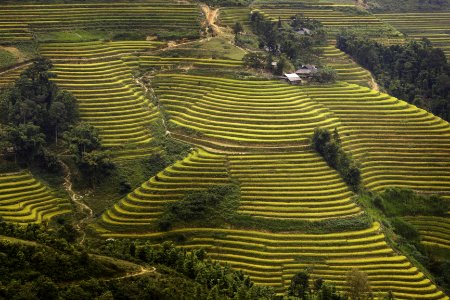 Terraced paddy fields, Lao Cai, Vietnam photo