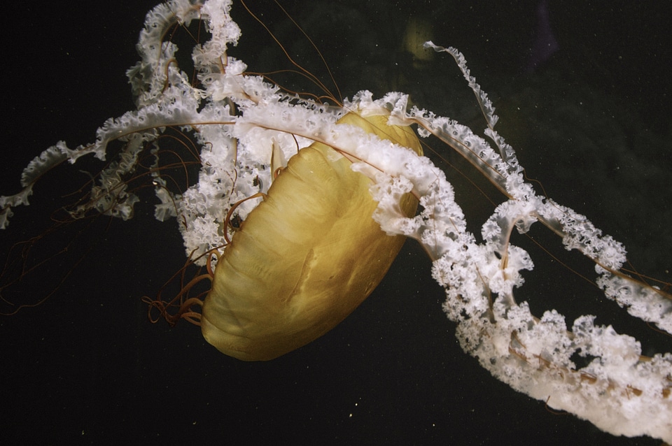 Wildlife zoo aquarium