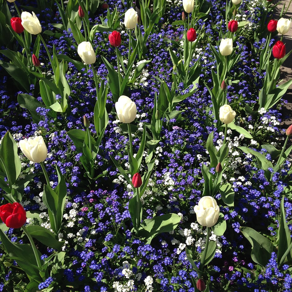 Tulips garden pattern