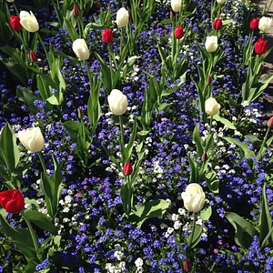 Tulips garden pattern