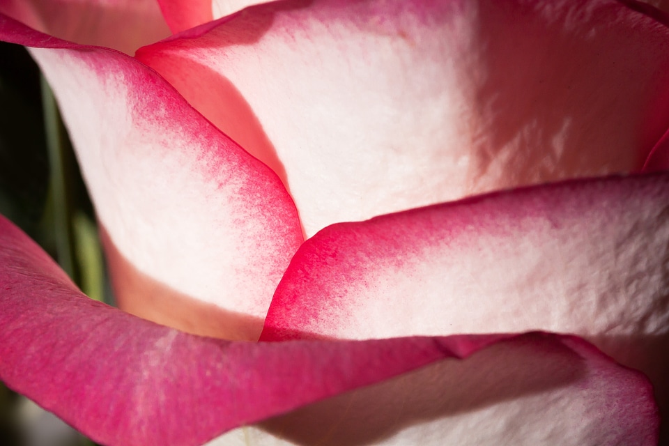 Blossom bloom petals
