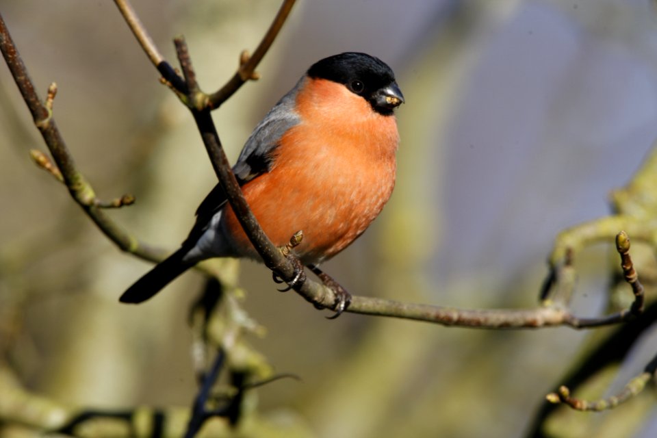 Male Bullfinch on a branch