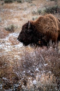 Bison