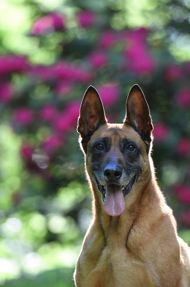 Portrait belgian shepherd dog light photo