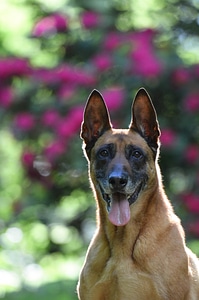 Portrait belgian shepherd dog light photo