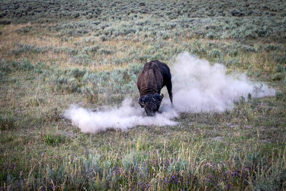 Bison
