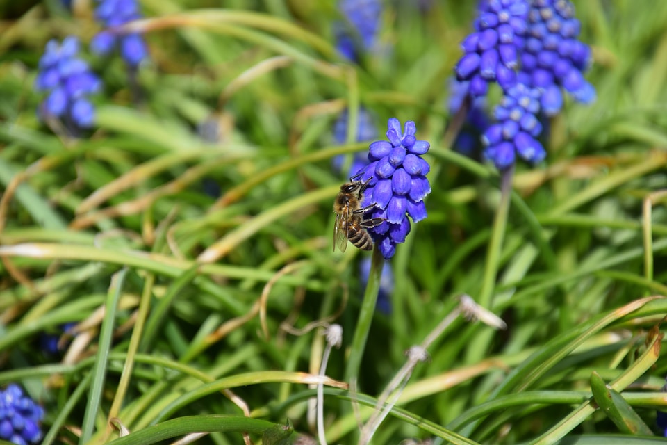 Common grape hyacinth blossom bloom