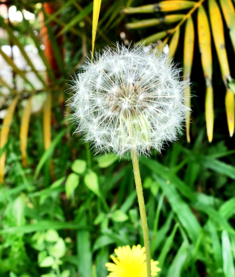 Dandelion Flower