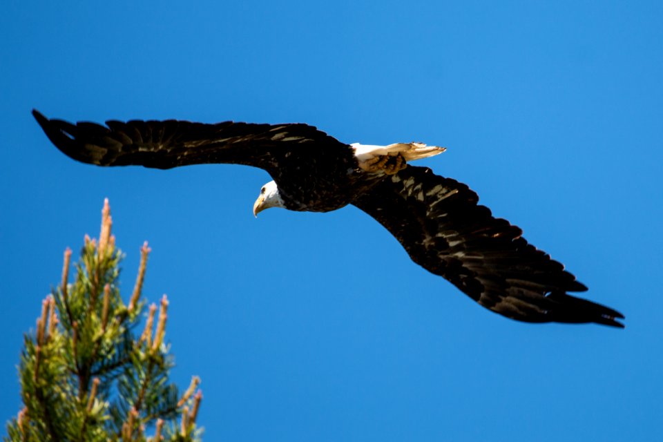 Bald Eagle in Flight